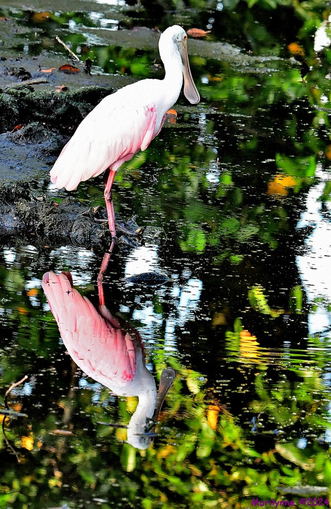 DSC_6362_001.JPG