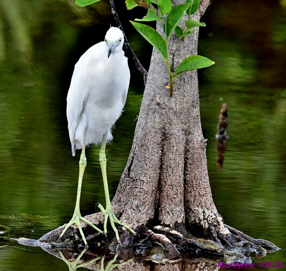 DSC_6363_001.JPG