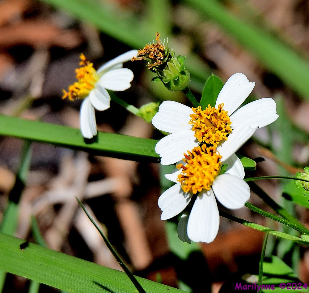 DSC_6364_001.JPG