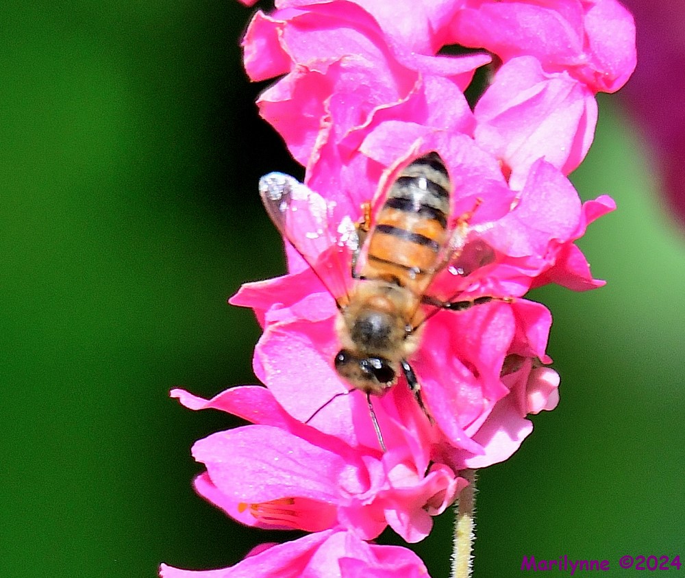 DSC_6364_001.JPG