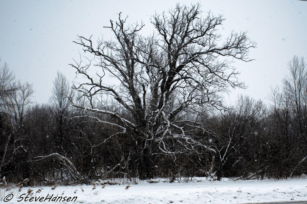 DSC_6365.jpg