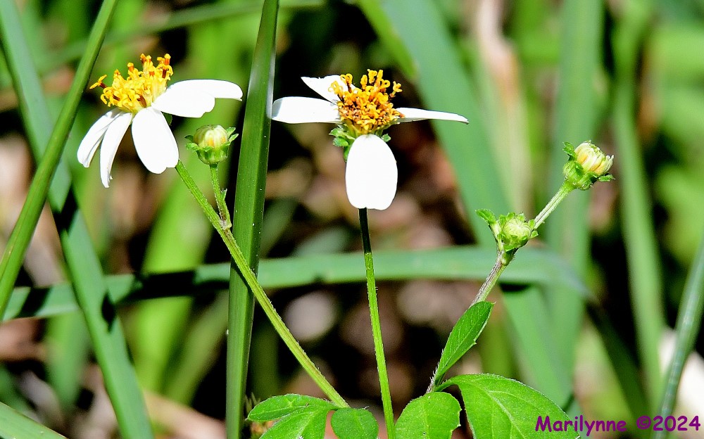 DSC_6366_001.JPG