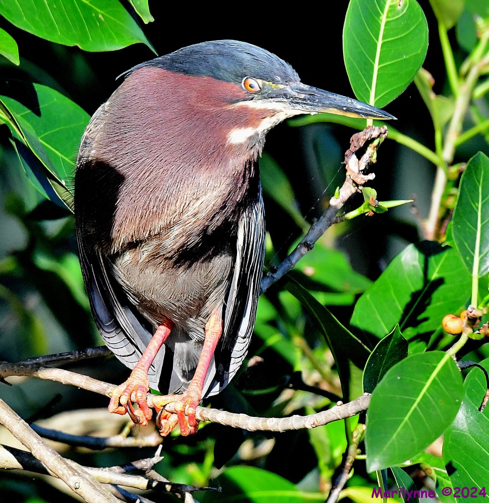 DSC_6367_001.JPG