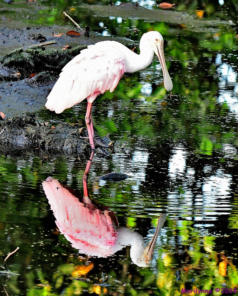 DSC_6367_001.JPG