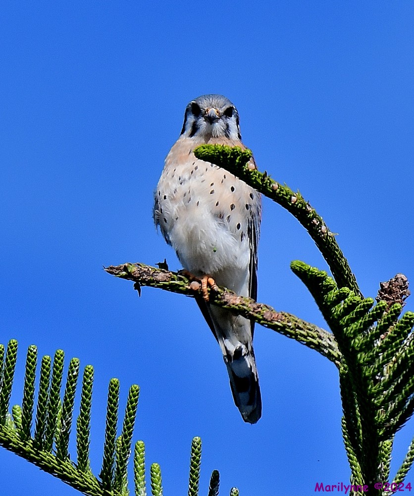 DSC_6368_001.JPG