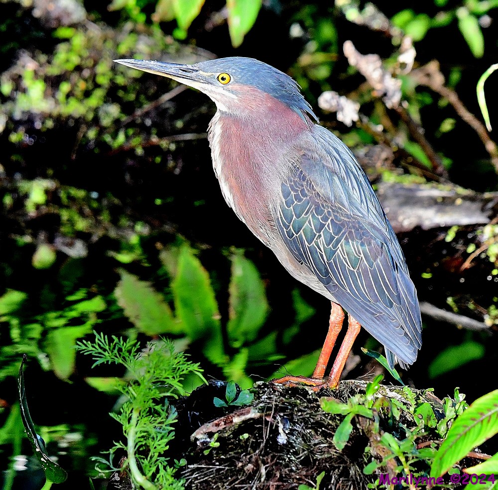 DSC_6369_001.JPG