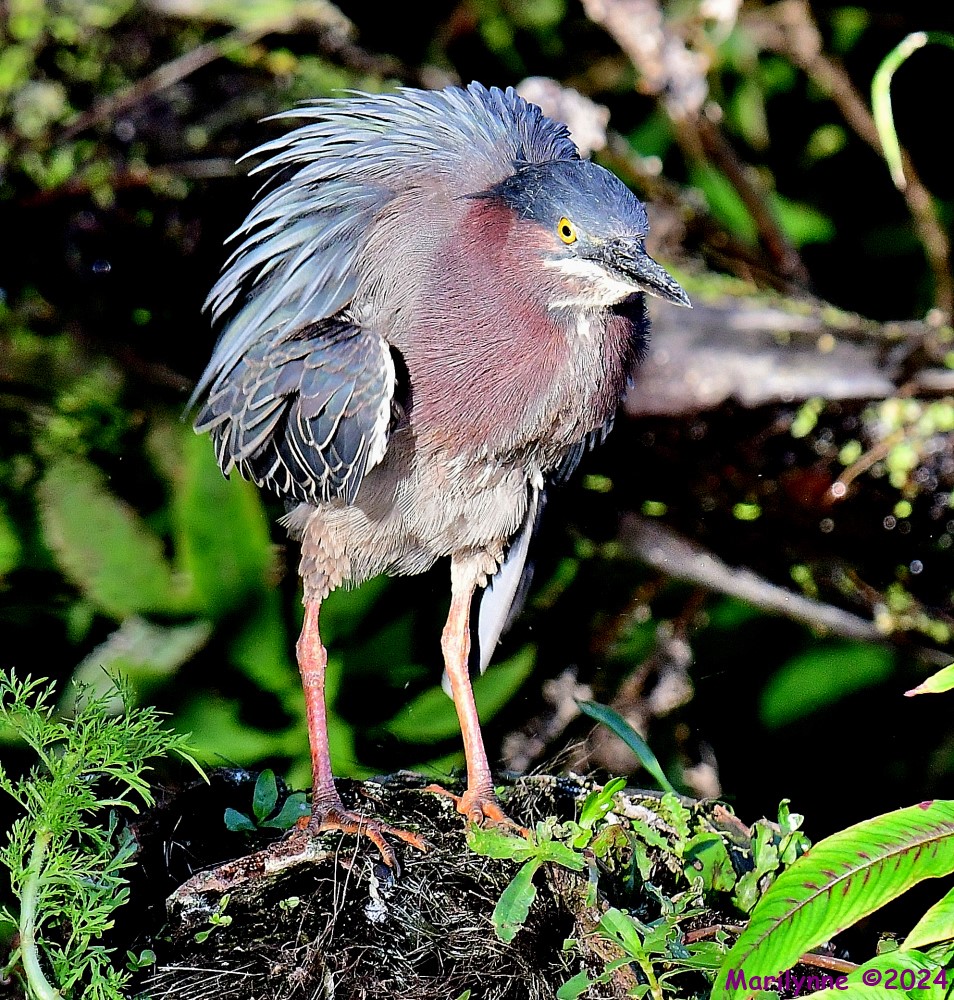 DSC_6371_001.JPG