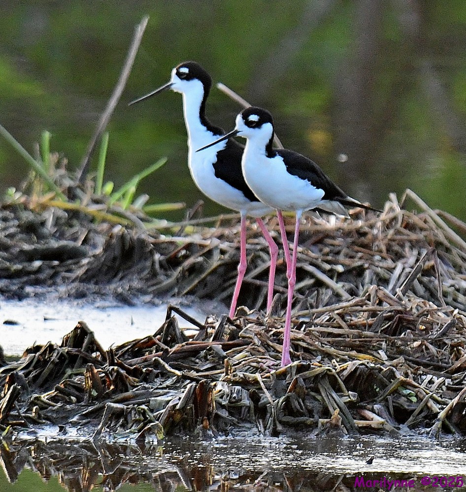 DSC_6371_001.JPG