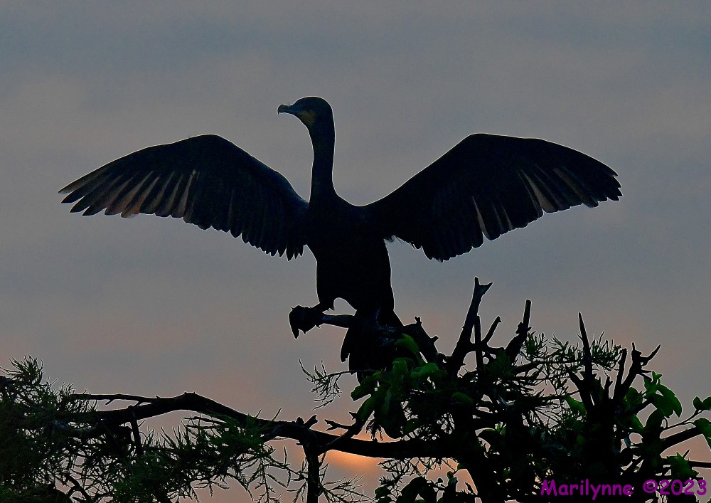 DSC_6372_001.JPG