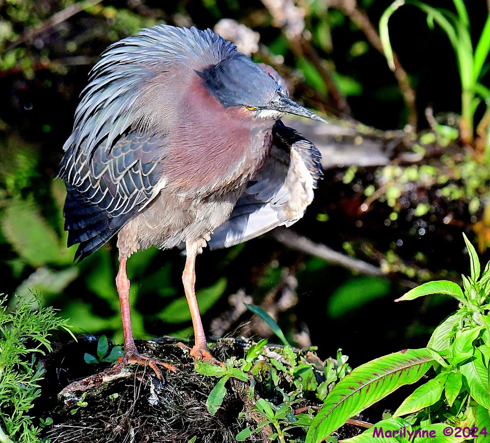 DSC_6372_001.JPG