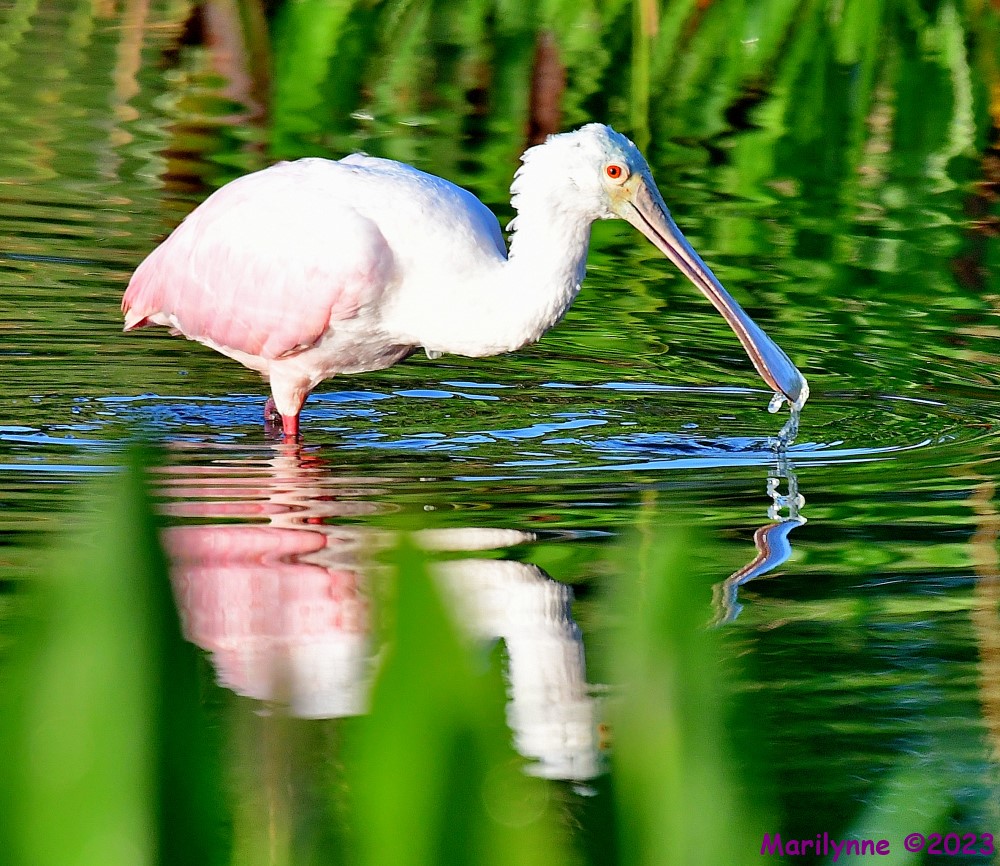 DSC_6373_001.JPG