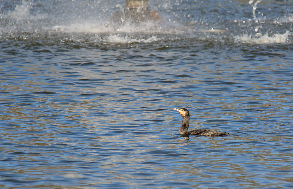 DSC_6374.jpg