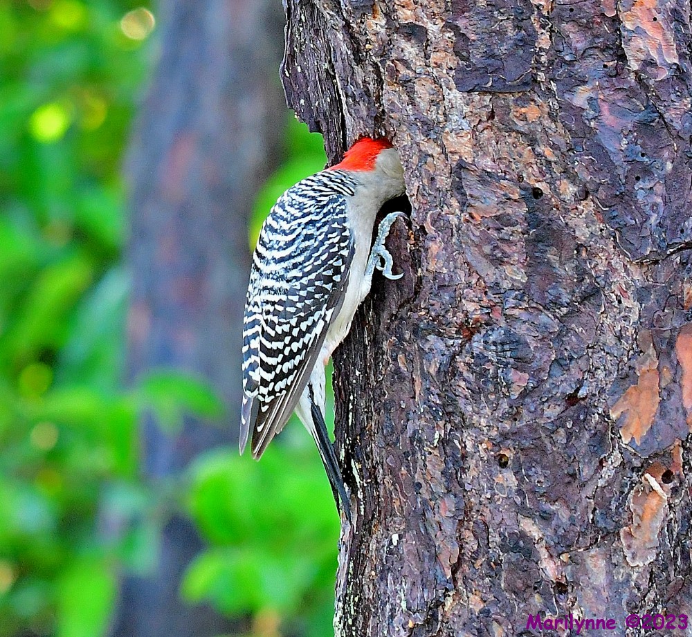 DSC_6374_001.JPG