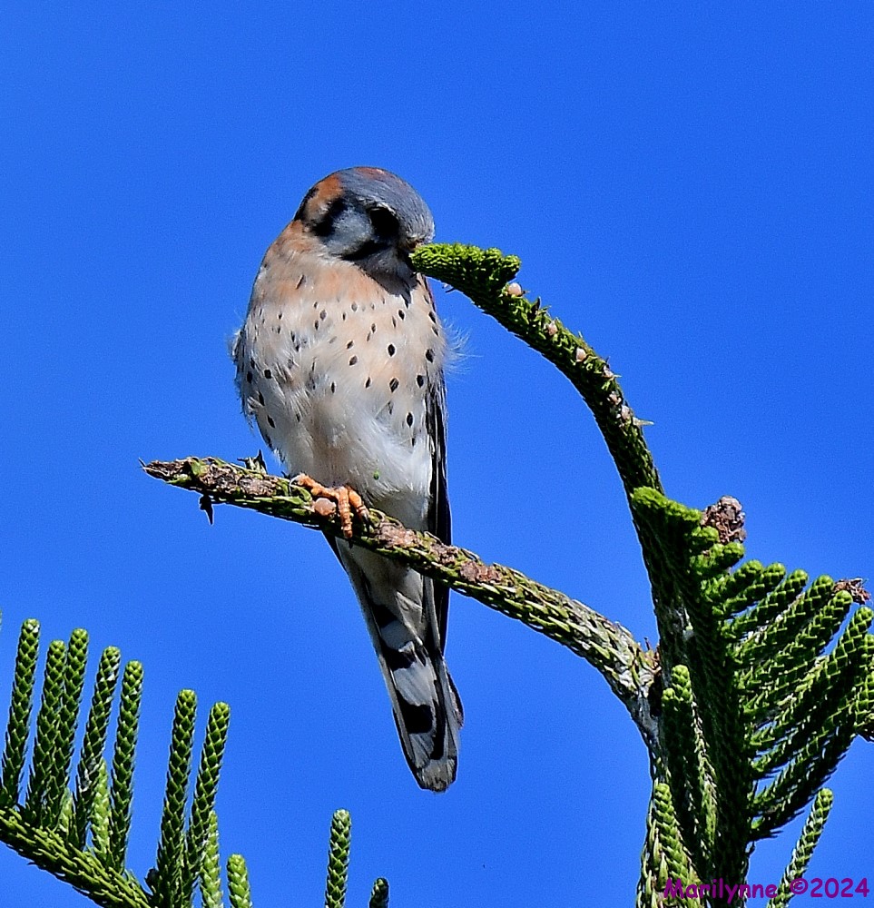 DSC_6376_001.JPG