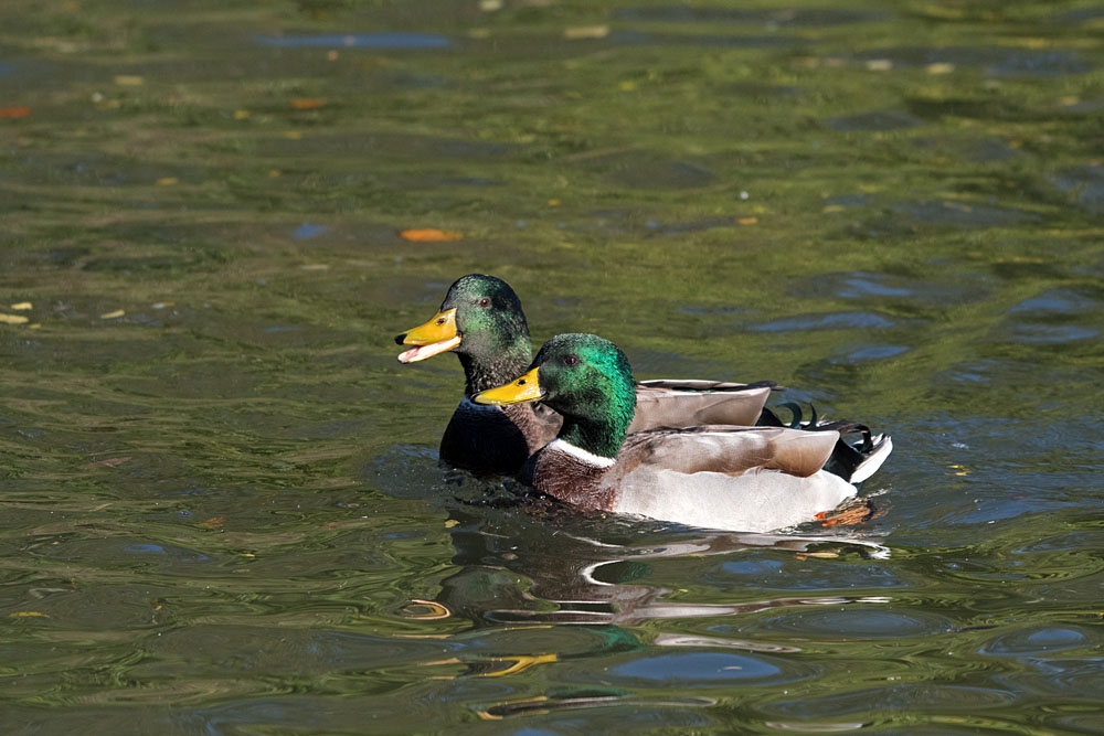 DSC_6377.jpg
