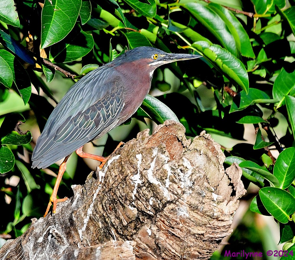 DSC_6377_001.JPG