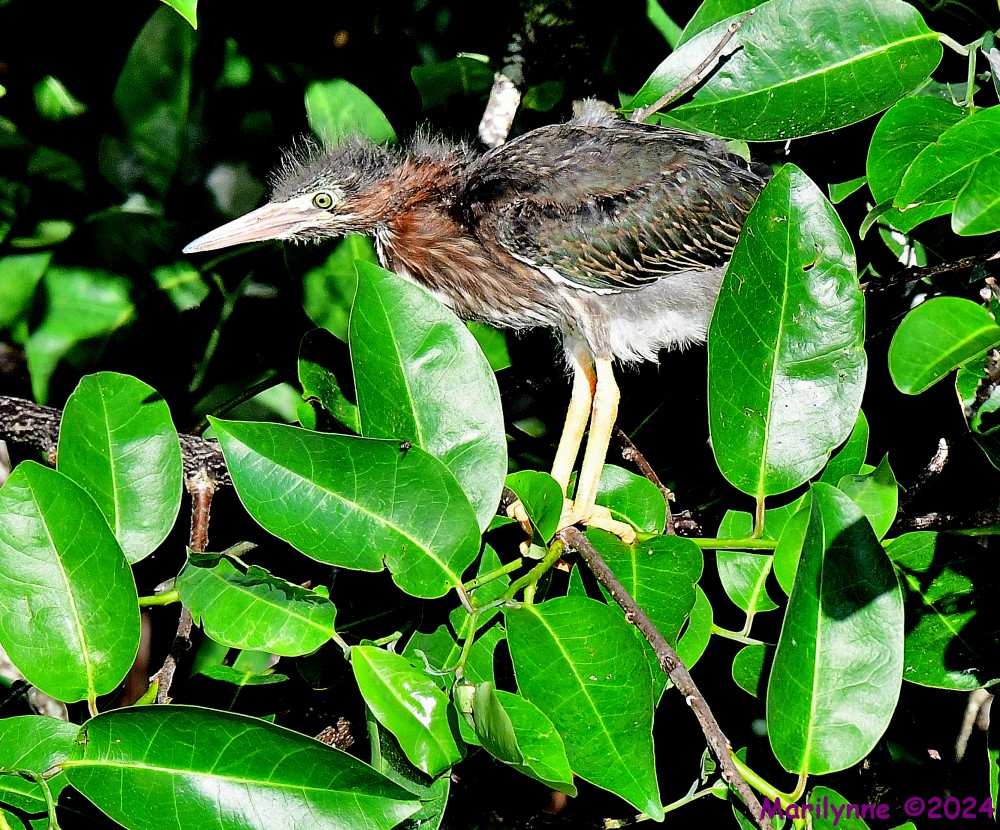 DSC_6378_001.JPG