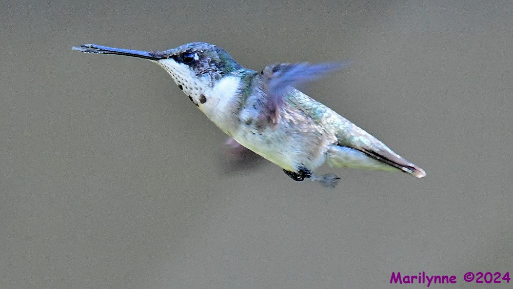 DSC_6378_001.JPG