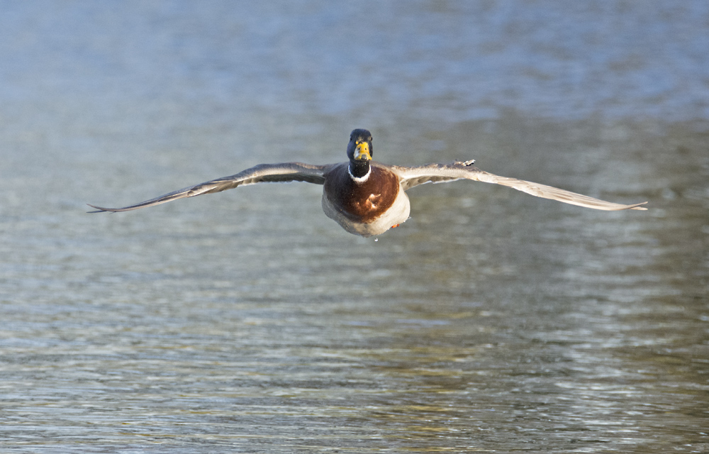 DSC_6381.jpg