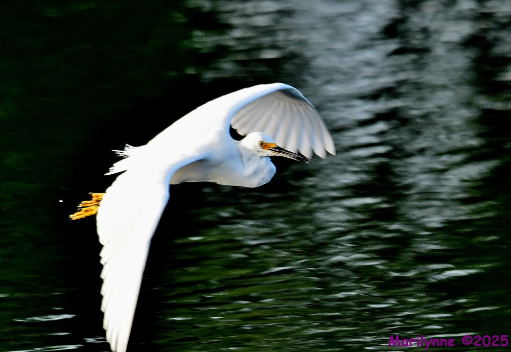 DSC_6382_001.JPG
