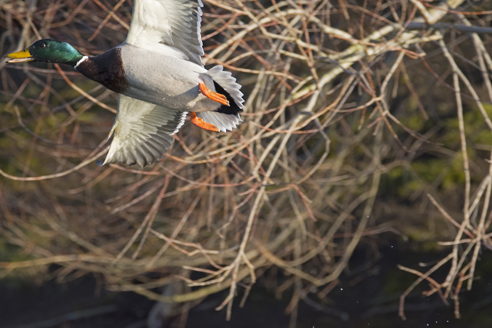 DSC_6384.jpg