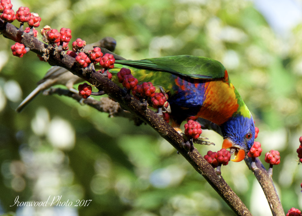 DSC_6384.jpg