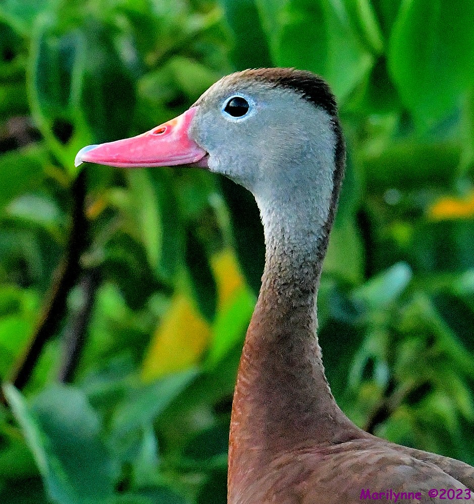 DSC_6386_001.JPG