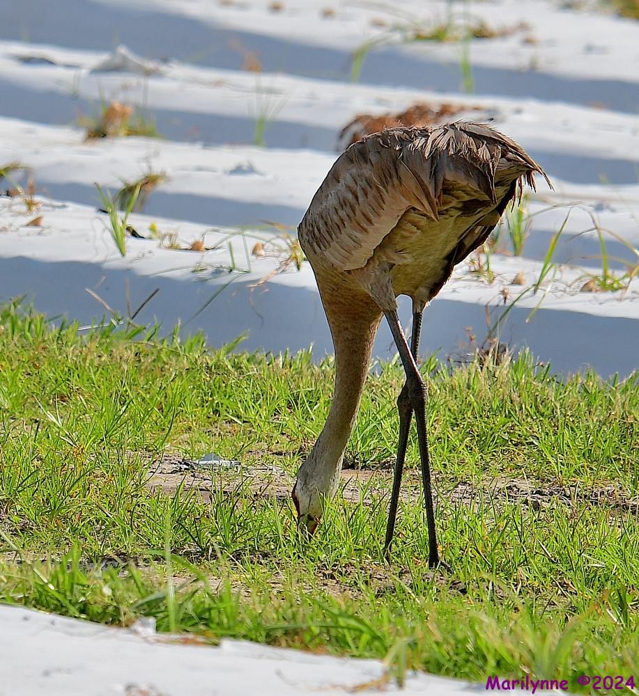 DSC_6386_001.JPG