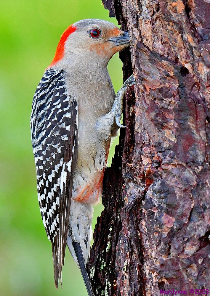 DSC_6389_001.JPG