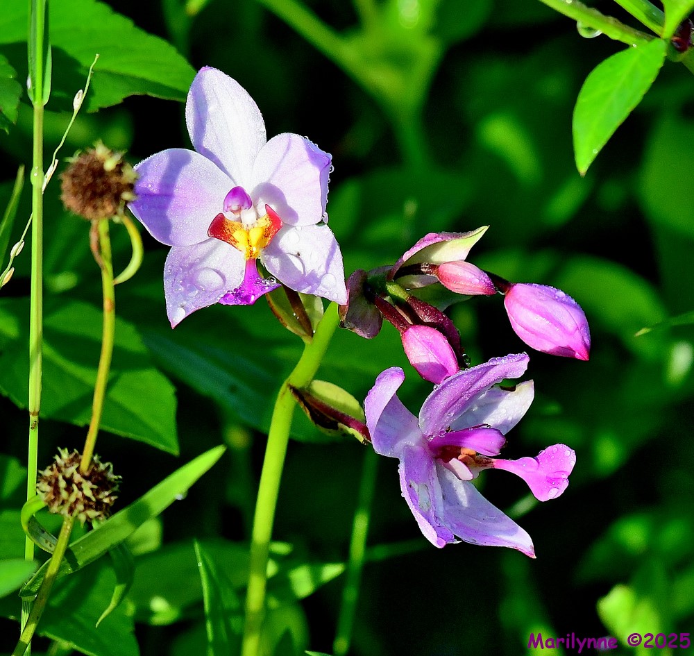 DSC_6389_001.JPG