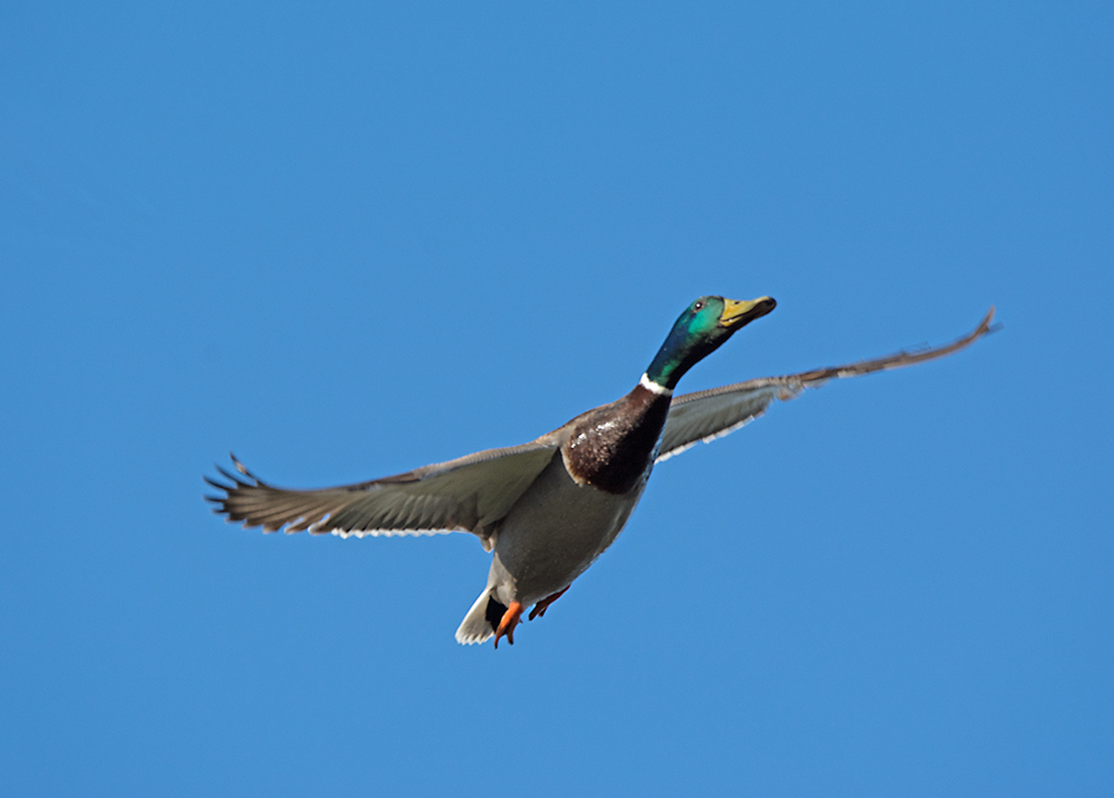 DSC_6390.jpg