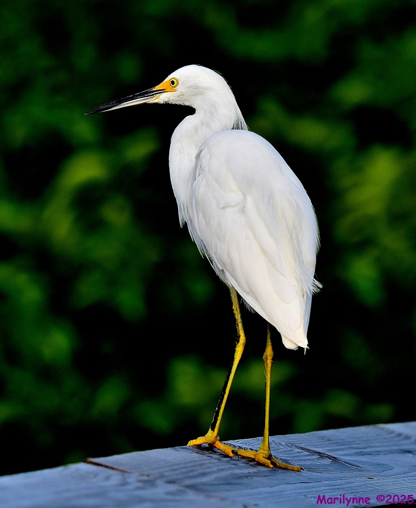 DSC_6390_001.JPG