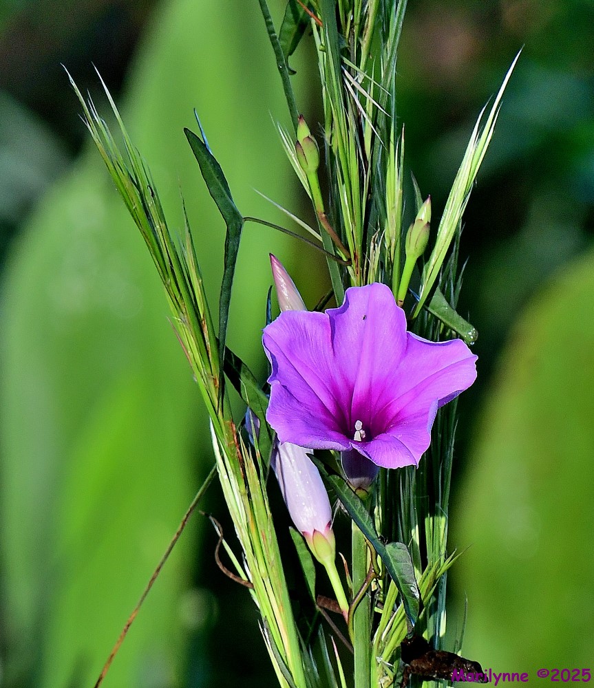 DSC_6390_001.JPG