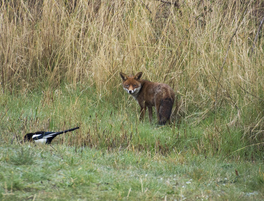 DSC_6393.jpg