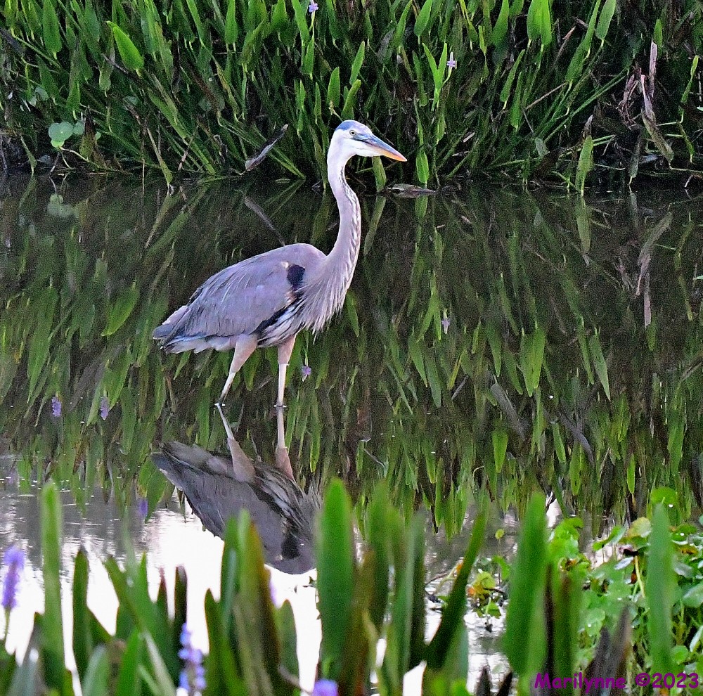 DSC_6394_001.JPG