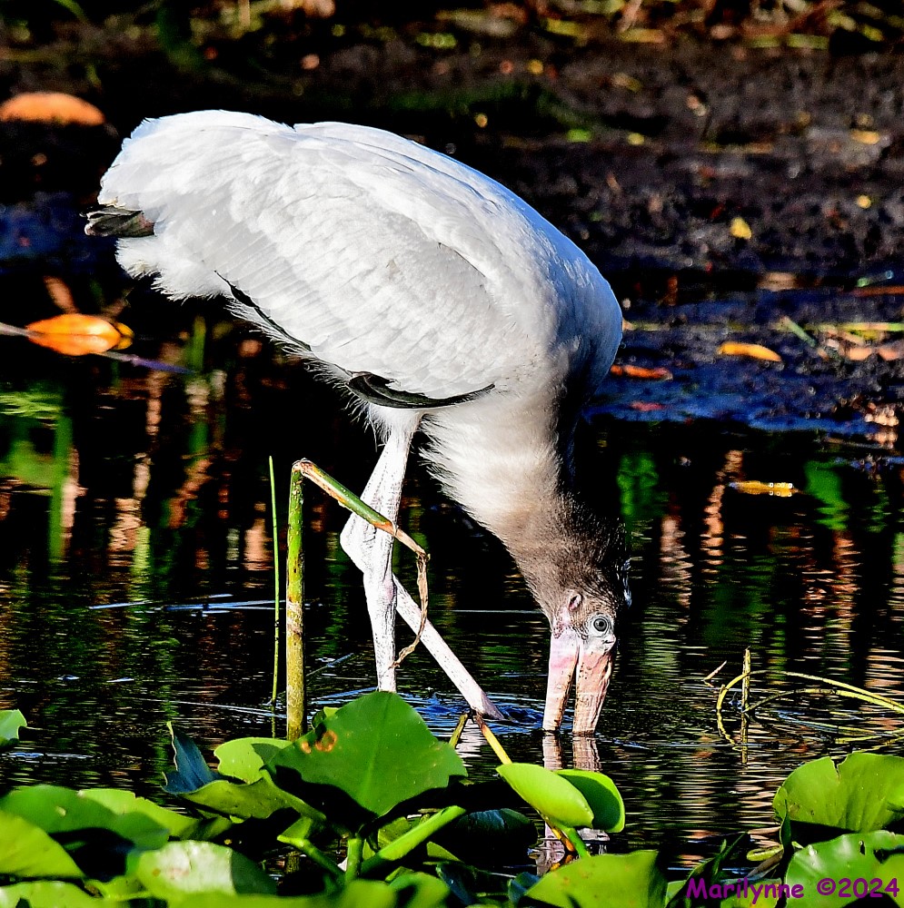 DSC_6394_001.JPG