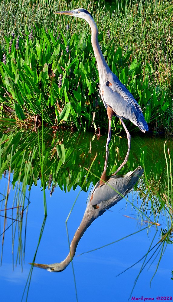 DSC_6395_001.JPG