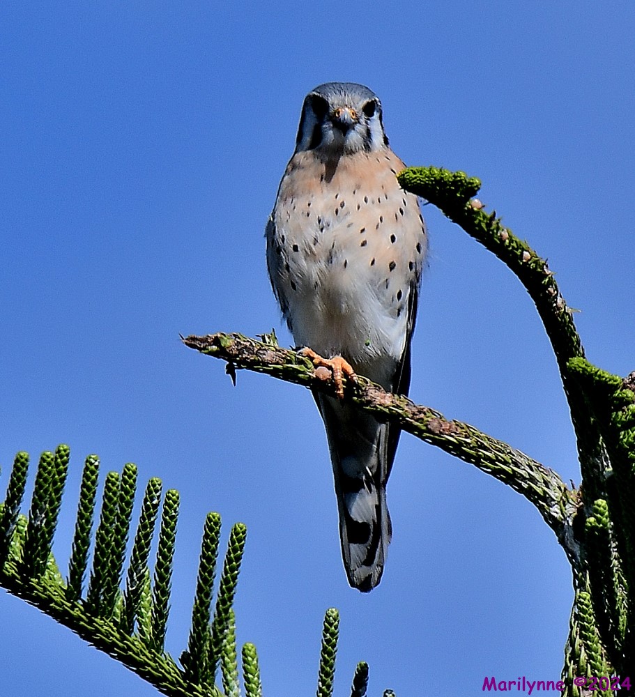 DSC_6395_001.JPG
