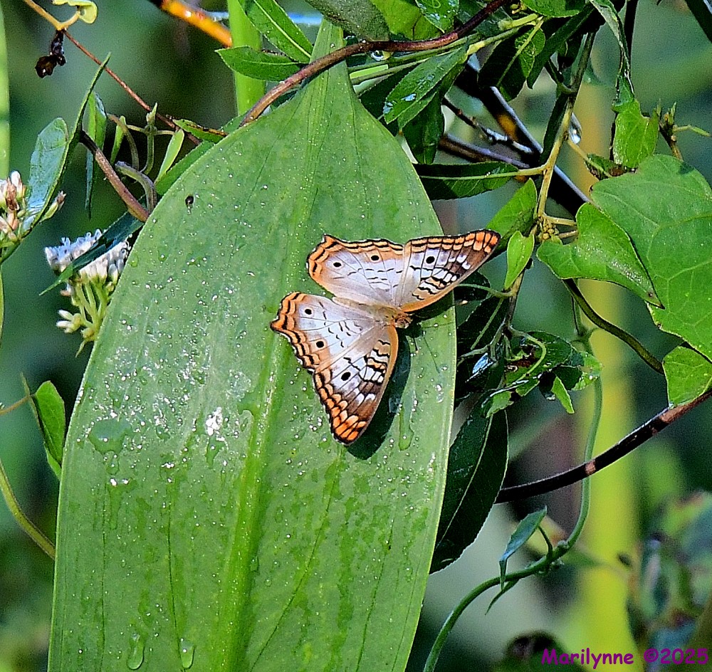 DSC_6396_001.JPG