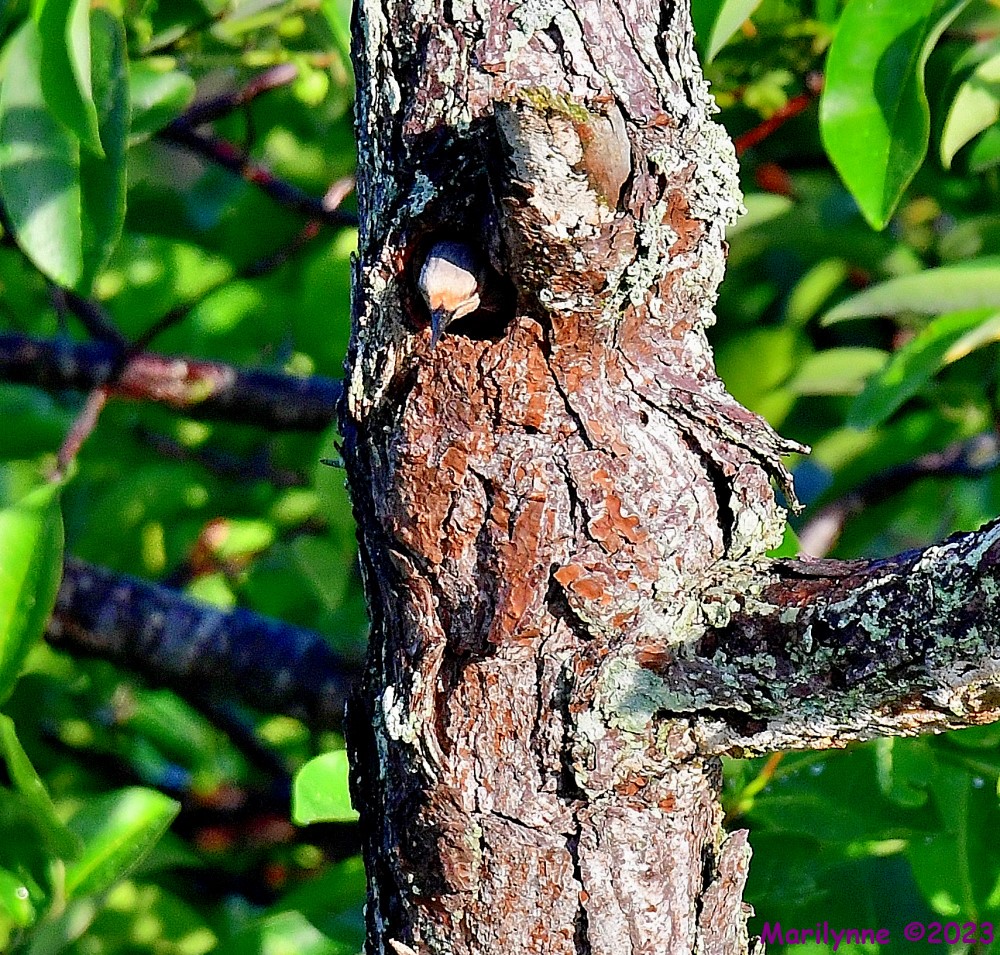 DSC_6397_001.JPG