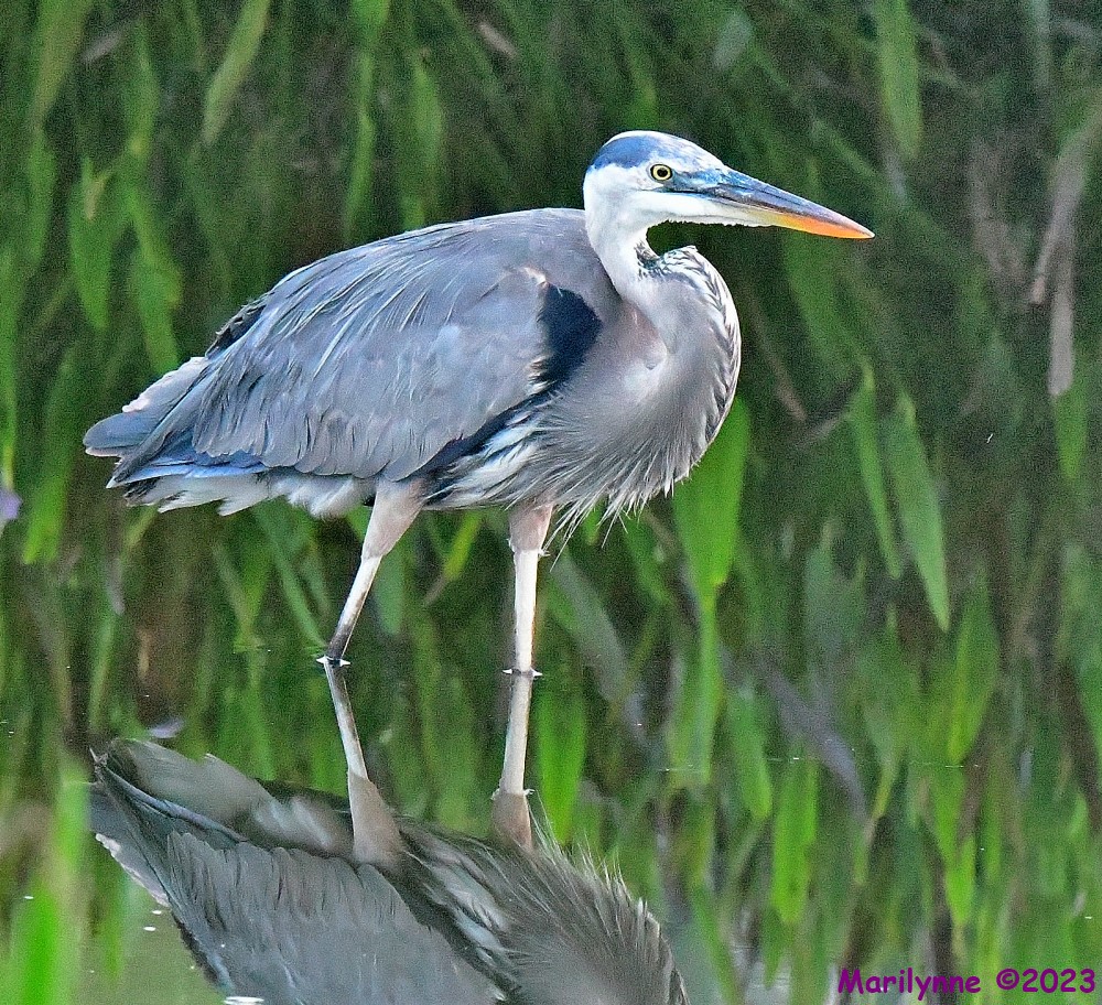 DSC_6398_001.JPG