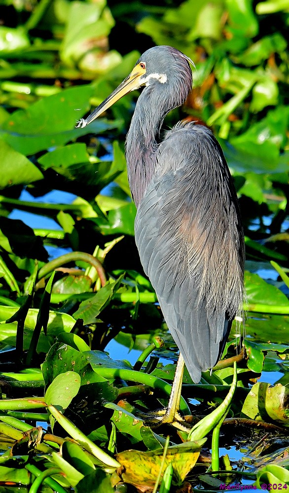 DSC_6398_001.JPG