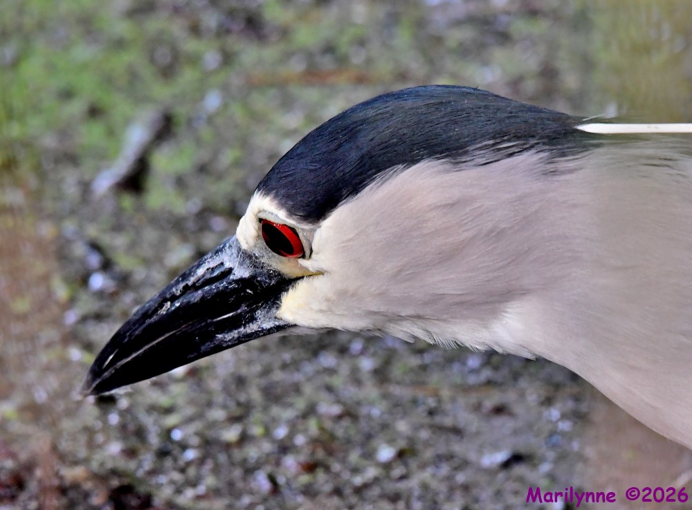 DSC_6399_001.JPG