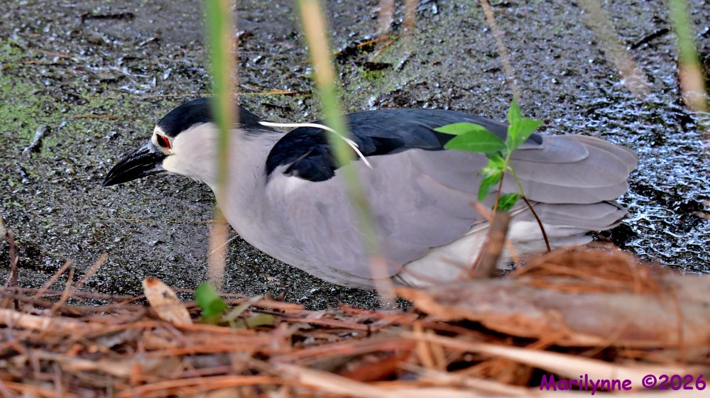 DSC_6400_001.JPG