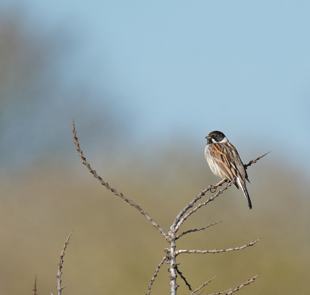 DSC_6401.jpg