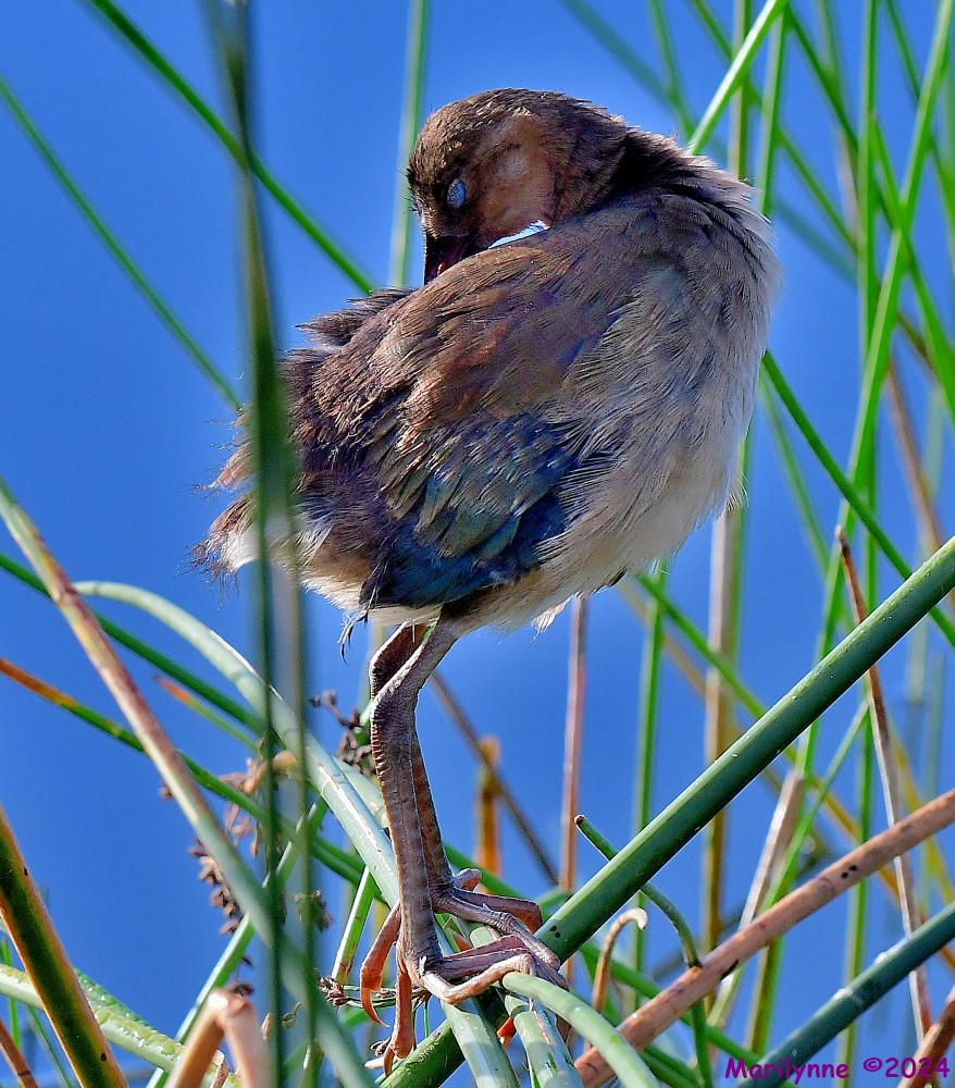 DSC_6402_001.JPG