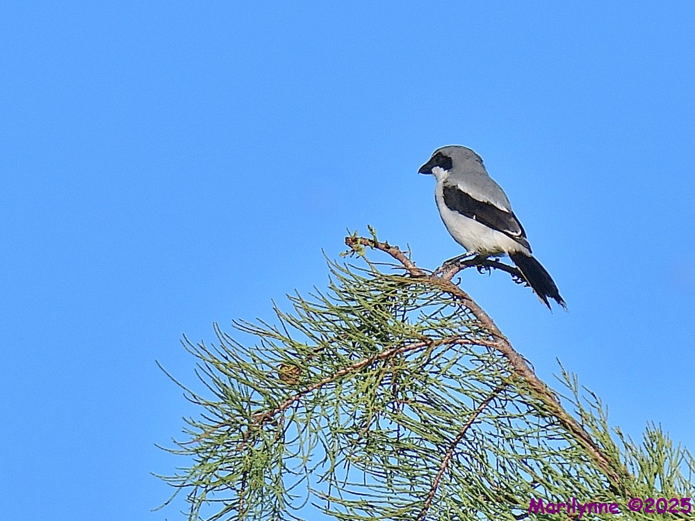 DSC_6402_001.JPG