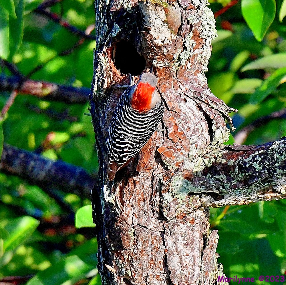 DSC_6403_001.JPG