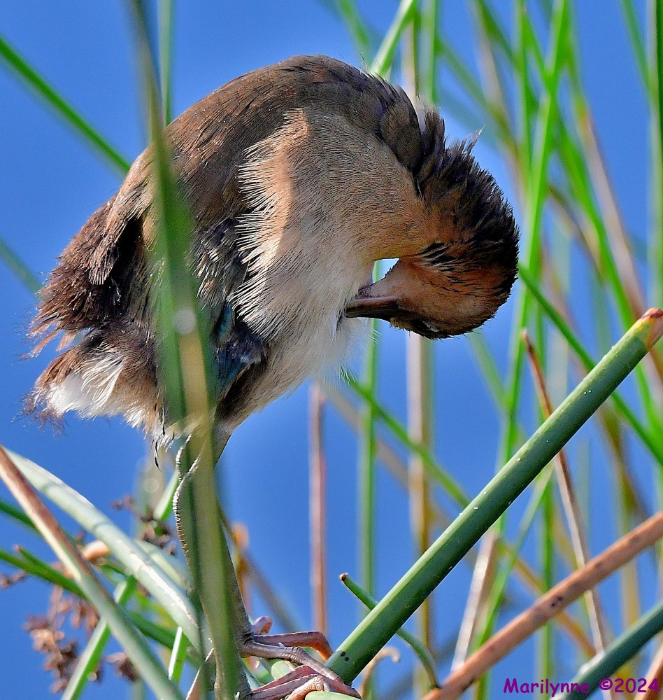 DSC_6406_001.JPG