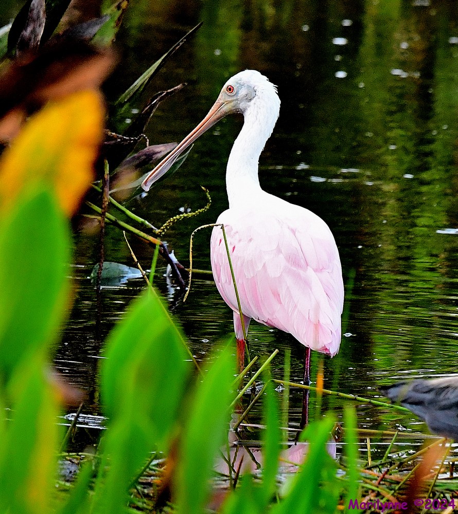 DSC_6407_001.JPG